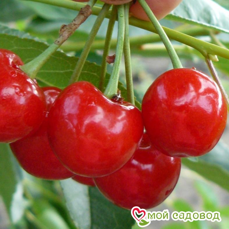 Вишня Звездочка