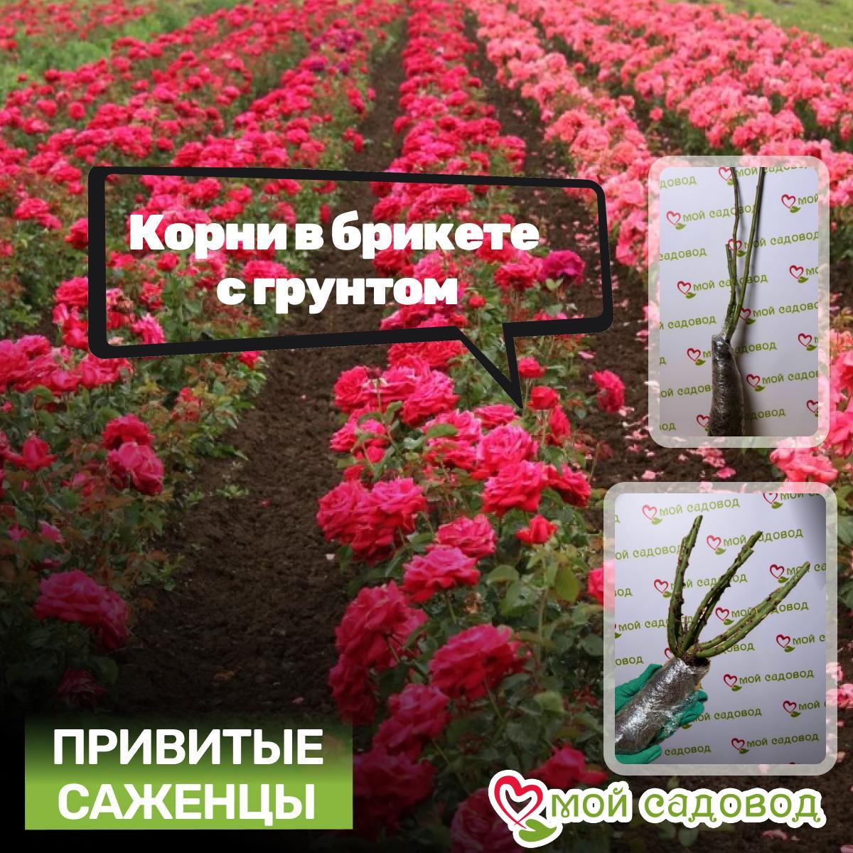 Роза Силк Ивин